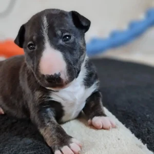 ollie