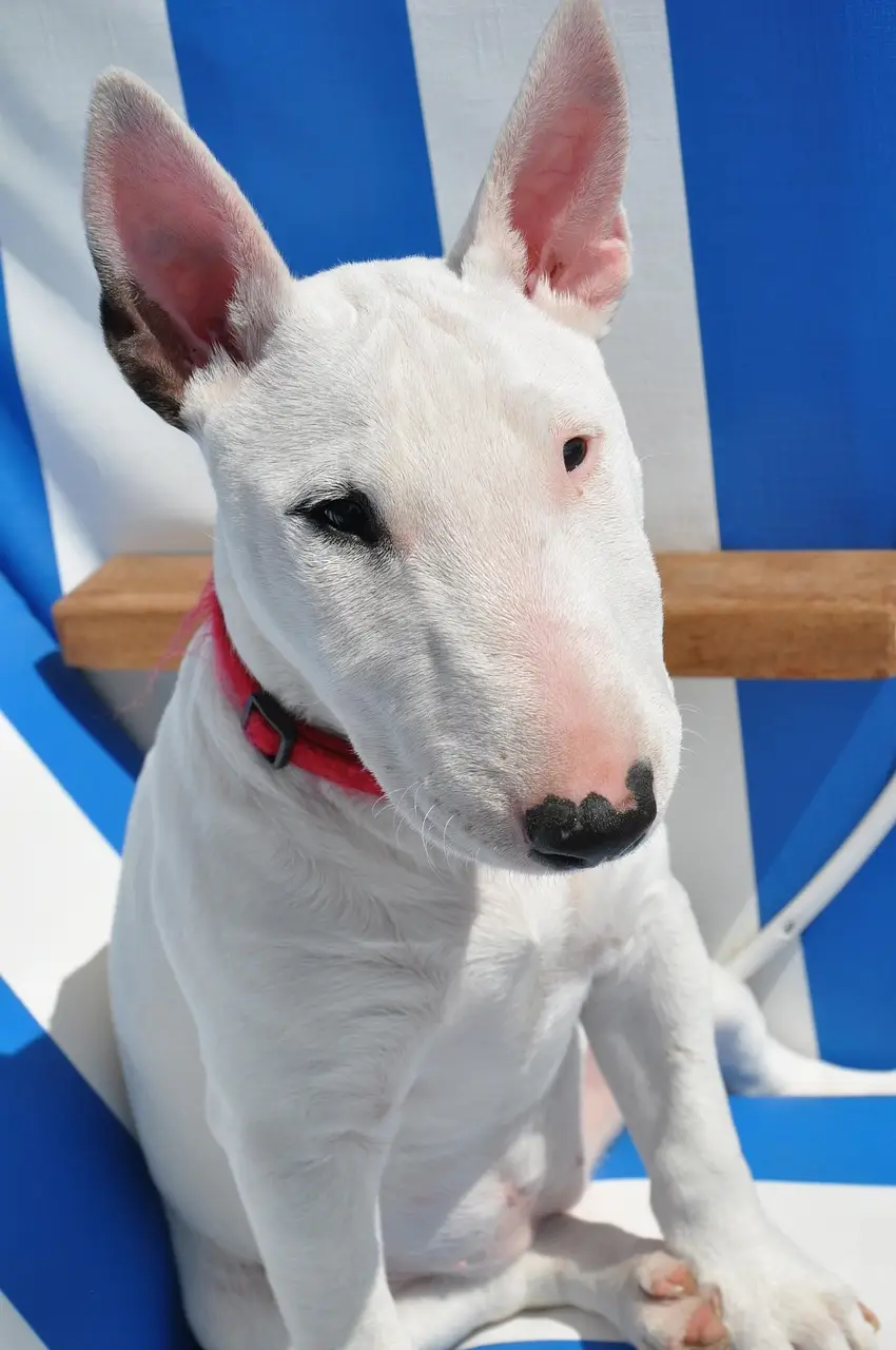 mini bull terrier puppy