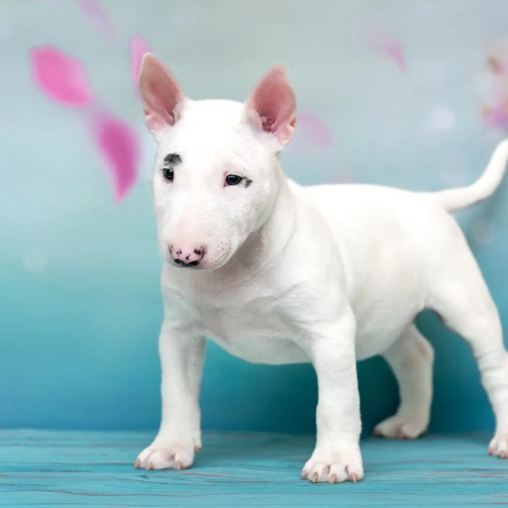 bull terrier puppies for sale