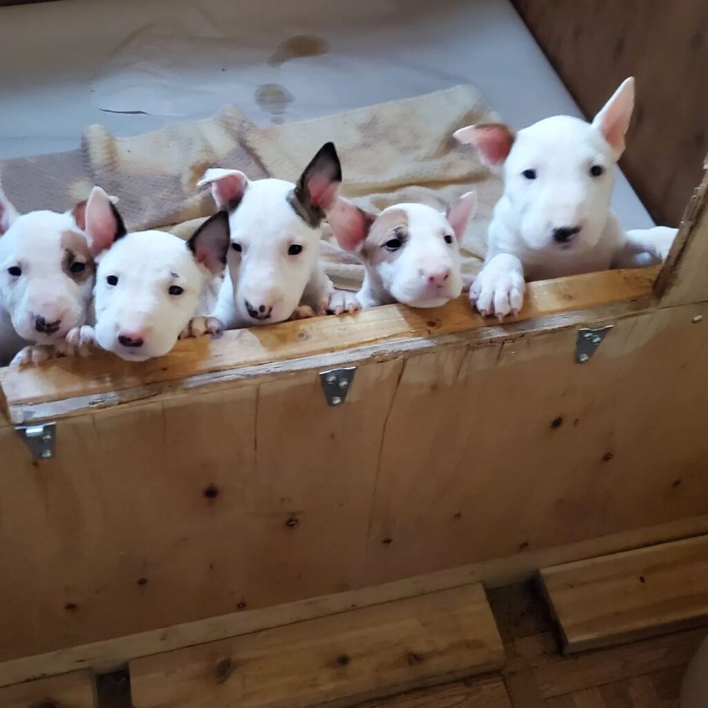 bull terrier