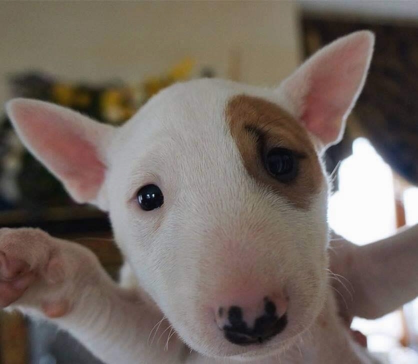 bull terrier