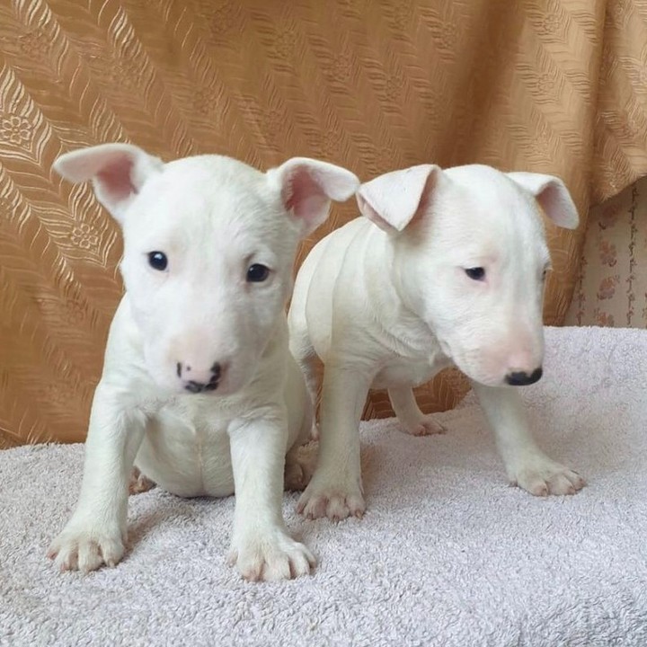 bull terrier