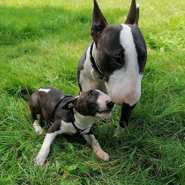 mini bull terrier puppies for sale near me