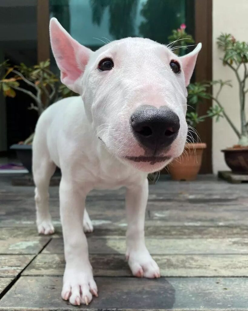 mini bull terrier puppies for adoption near me