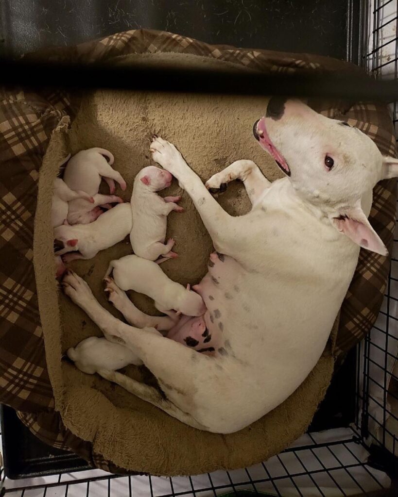 mini bull terrier puppies for adoption near me