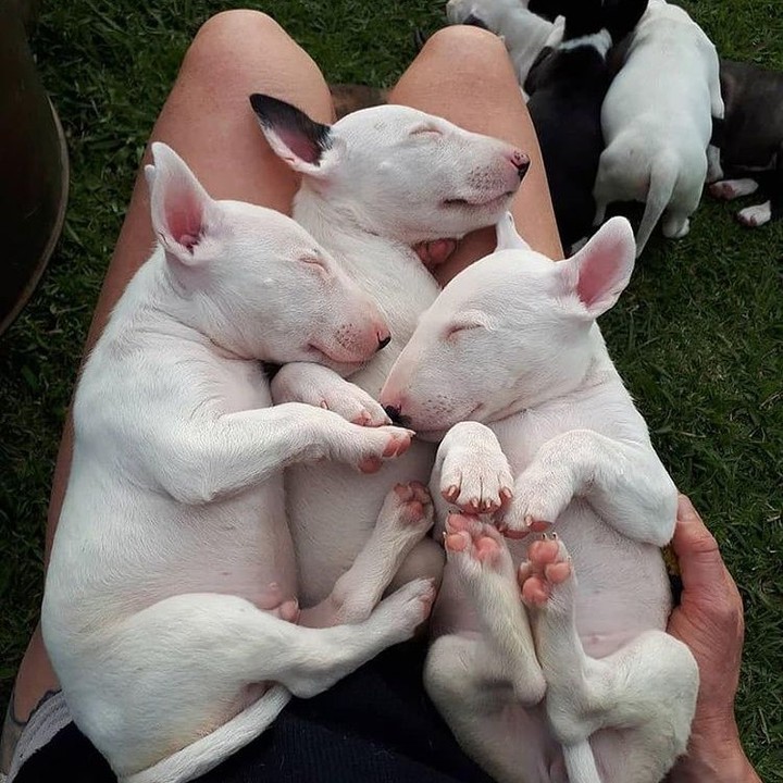 bull terrier