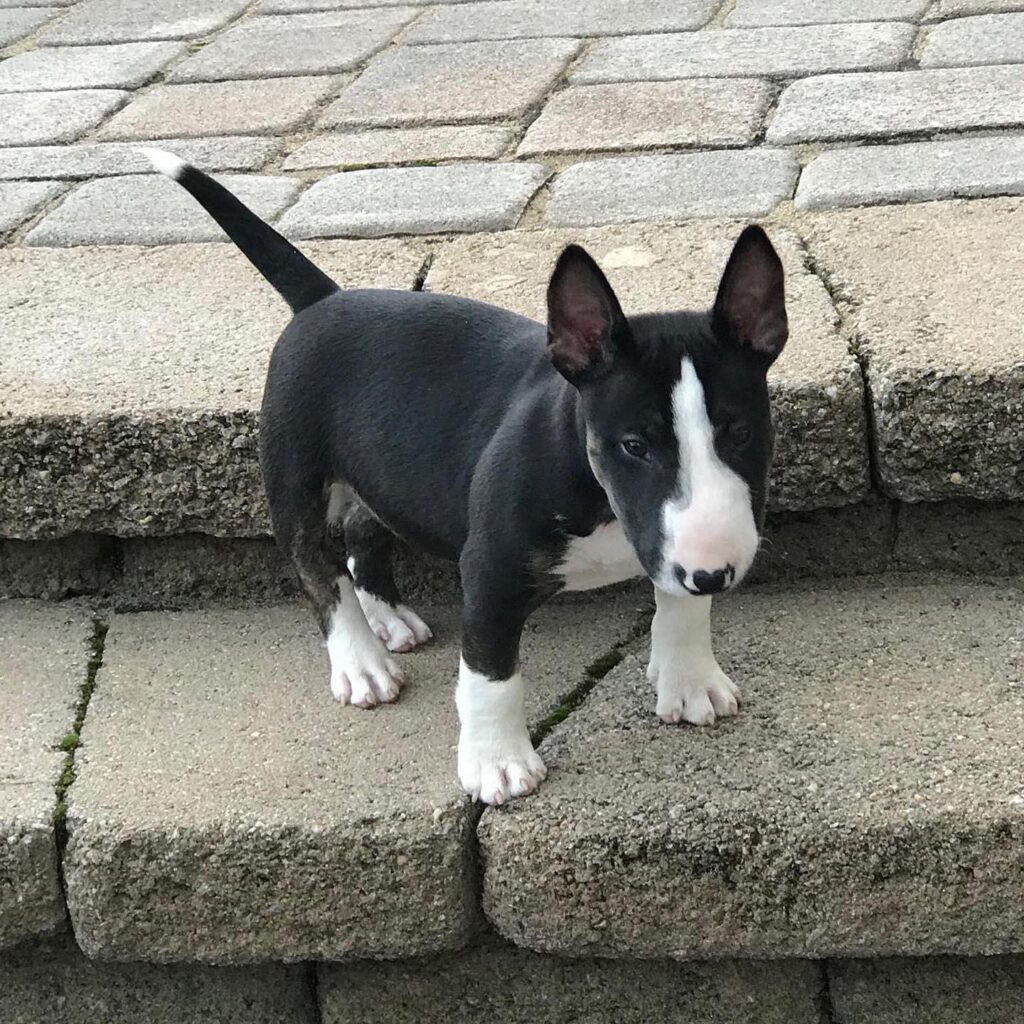 bull terrier