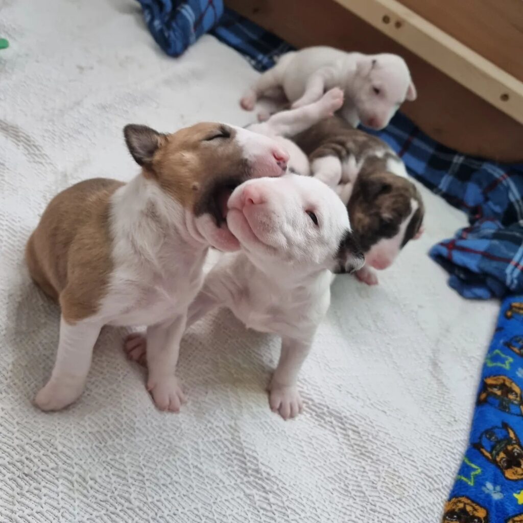 miniature bull terrier