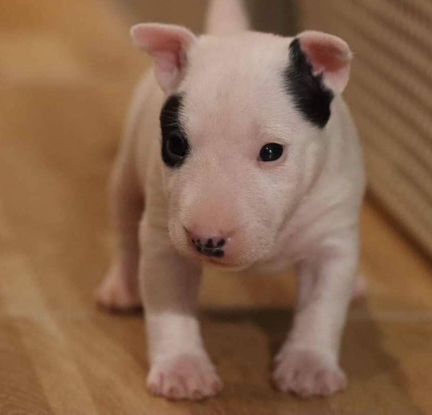 bull terrier