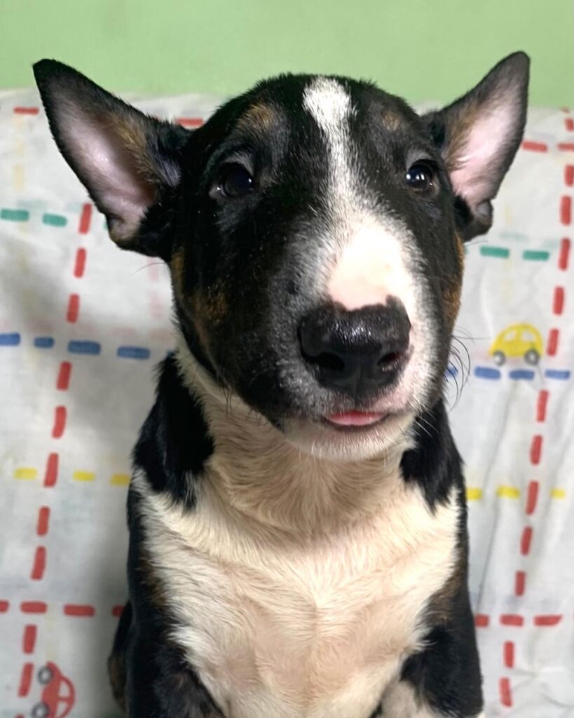 bull terrier
