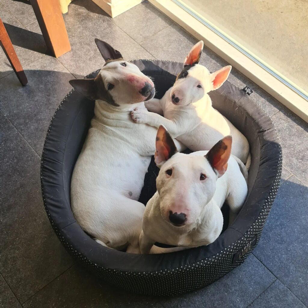 bull terrier