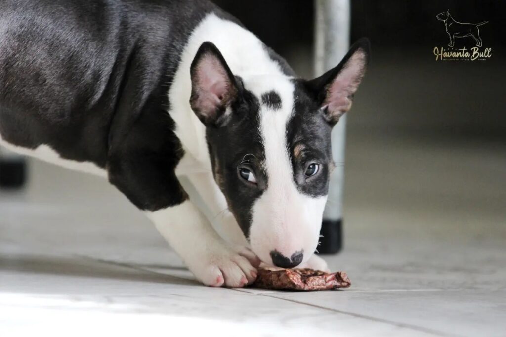 bull terrier