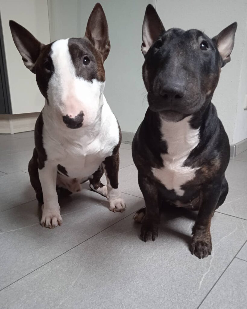 bull terrier