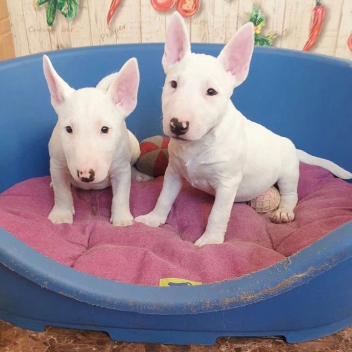 bull terrier