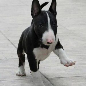 Oliver