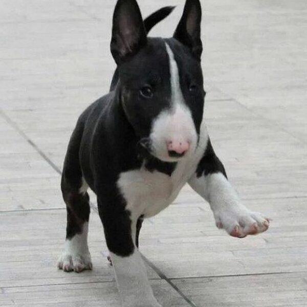 Oliver