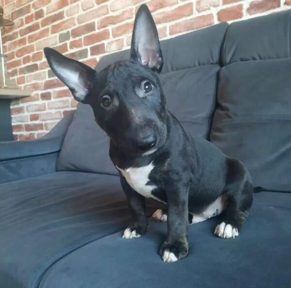 Rocky
