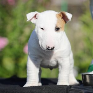Max