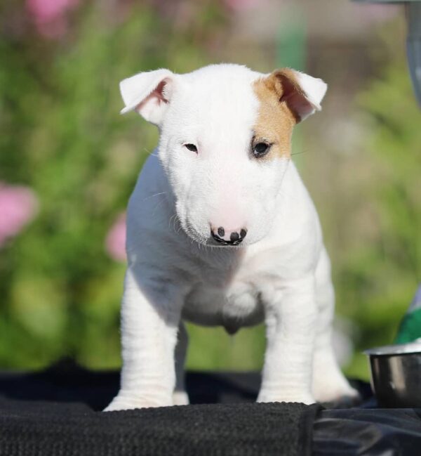 Max