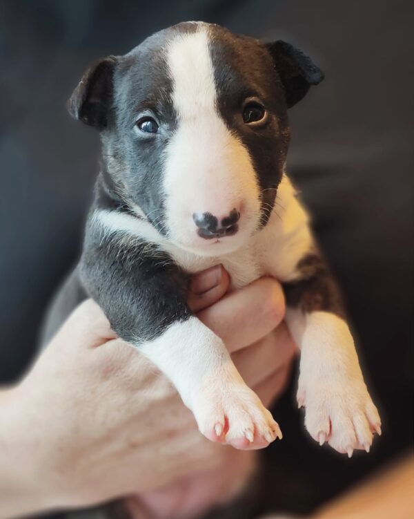 Daisy