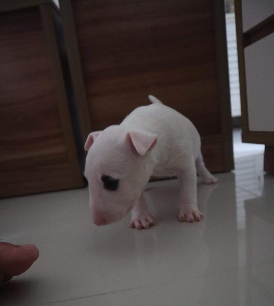 bull terrier puppy
