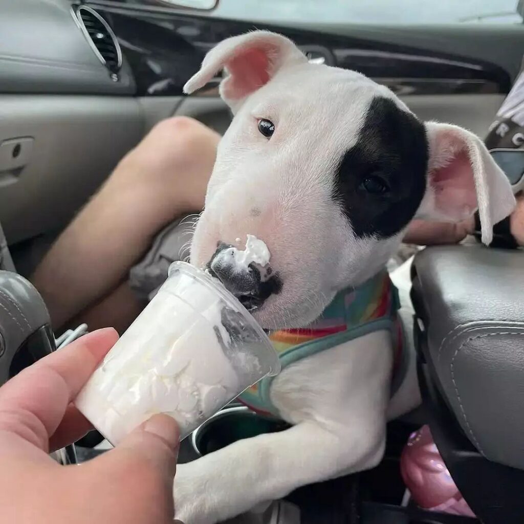 Miniature Bull Terrier