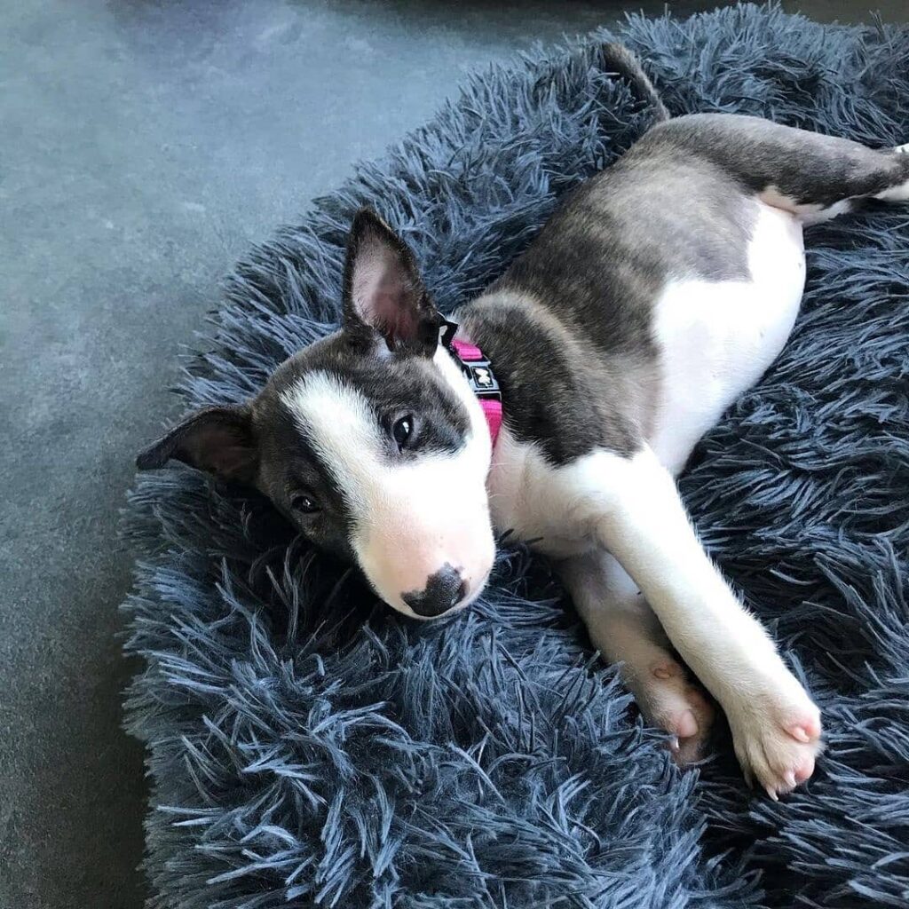 bull terrier puppy