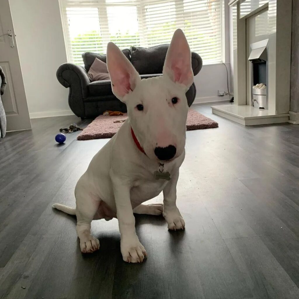 miniature bull terrier