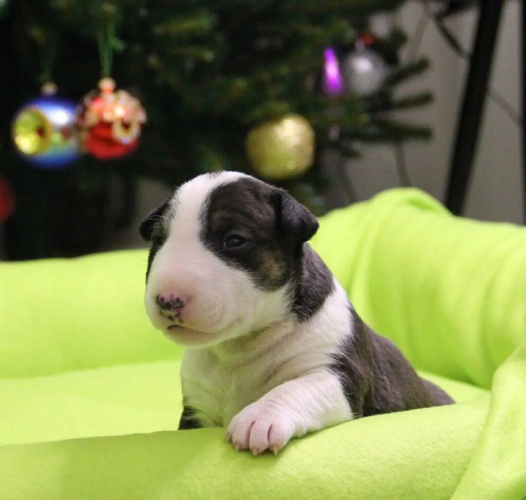 bull terrier puppy