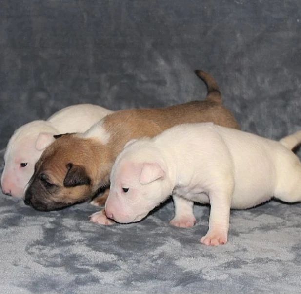 bull terrier puppy