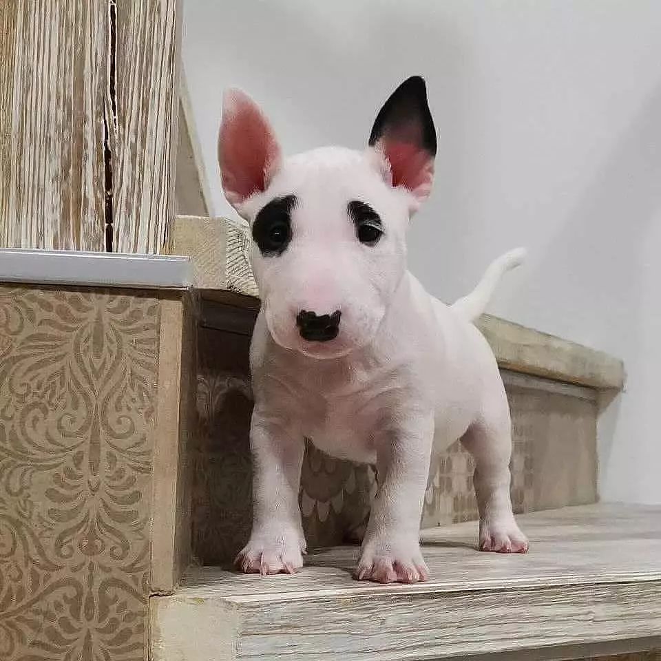 mini bull terrier puppy