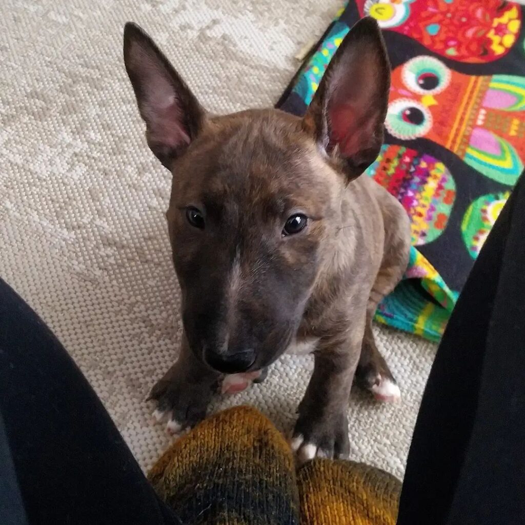 bull terrier puppy