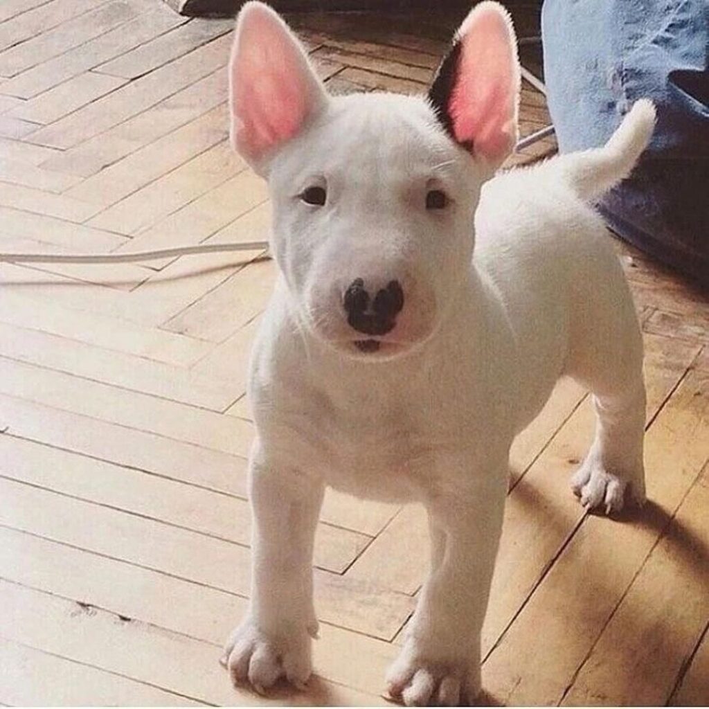 bull terrier puppy