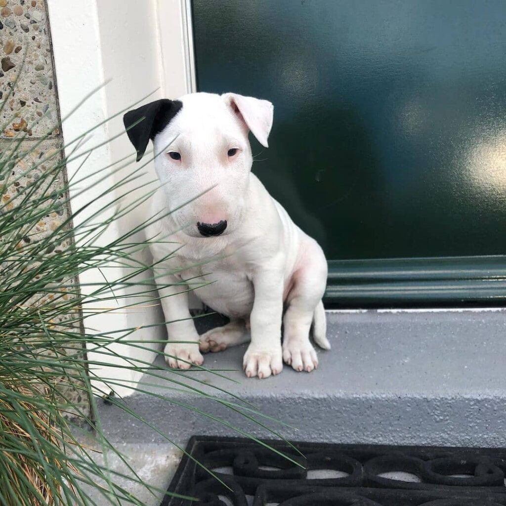 bull terrier puppy