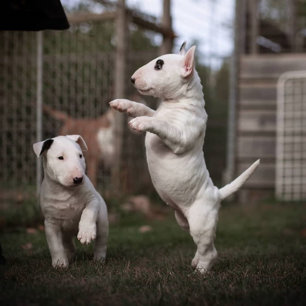 bull terrier puppy