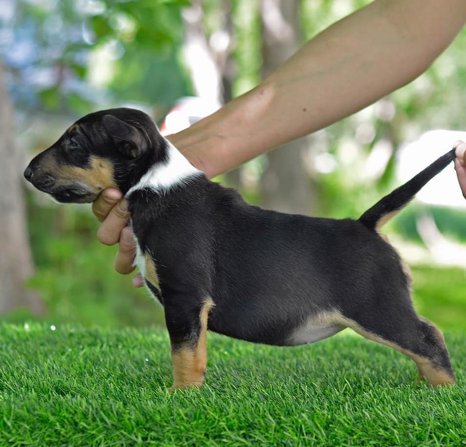 miniature bull terrier