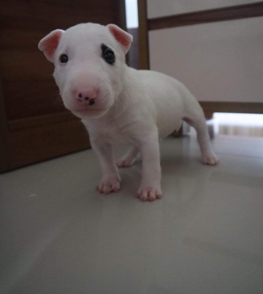 miniature bull terrier