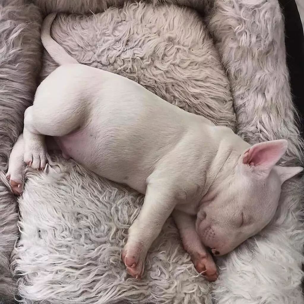 bull terrier puppy