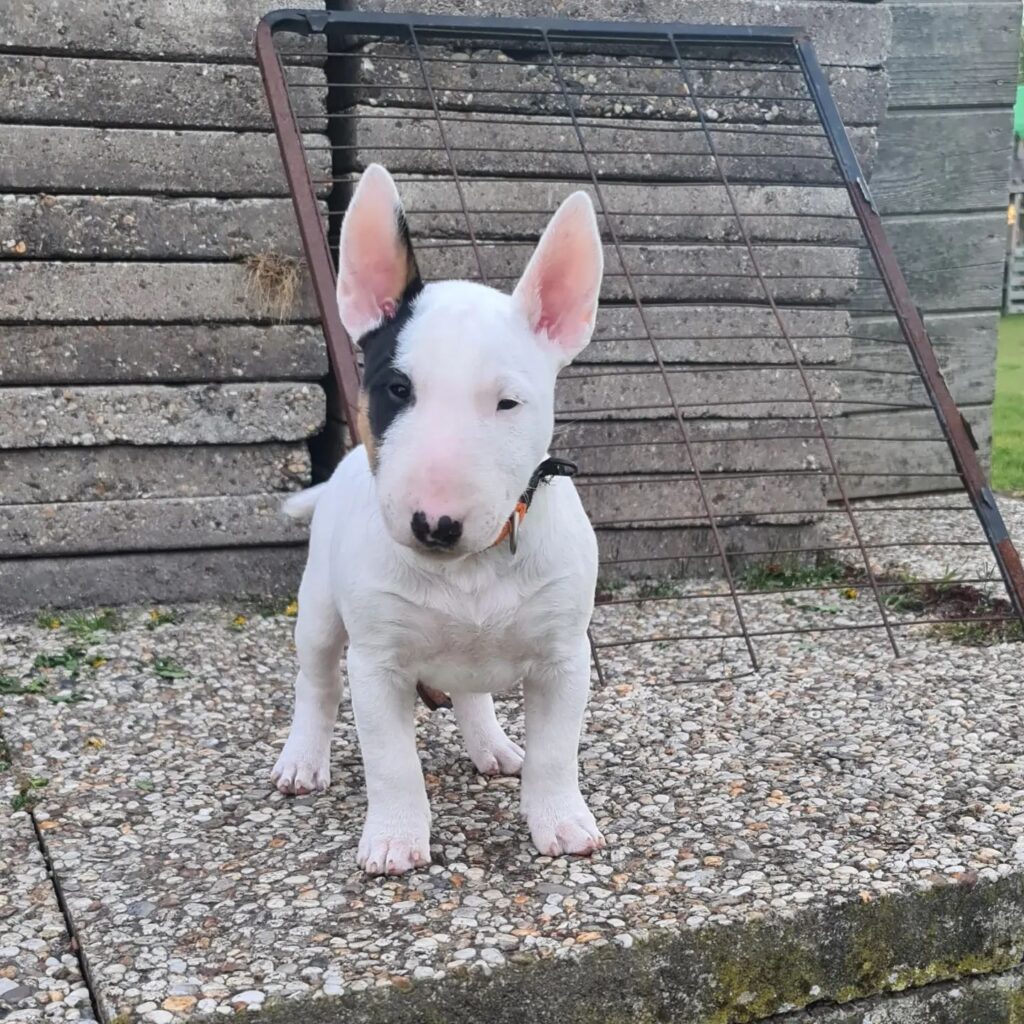 bull terrier cost