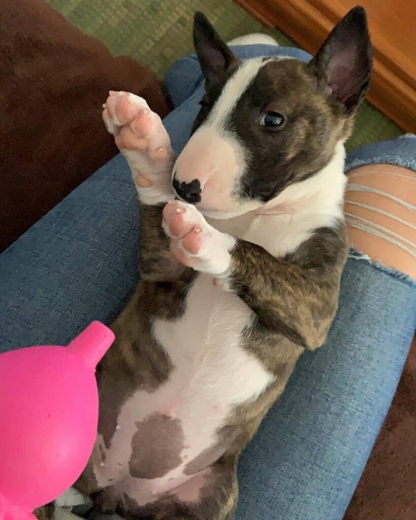 bull terrier puppy