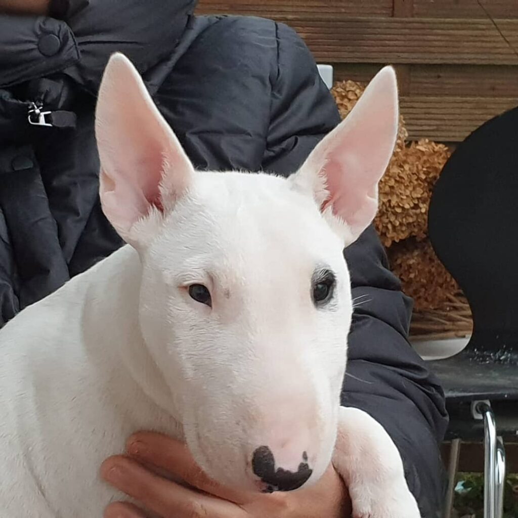 bull terrier puppy