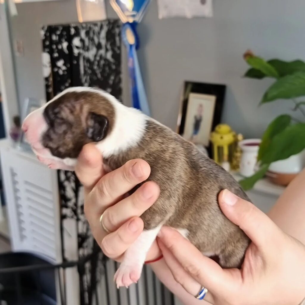 bull terrier puppy