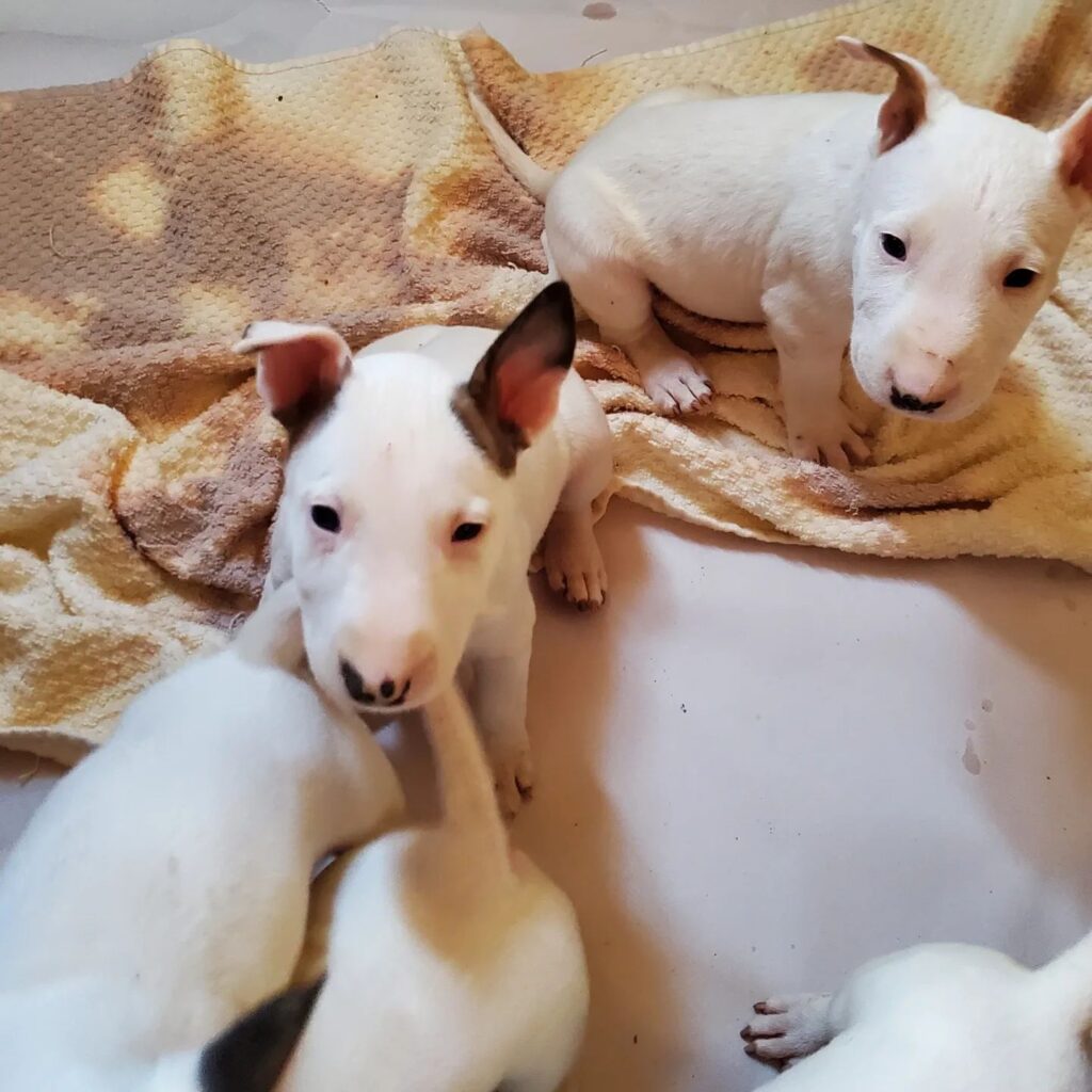 bull terrier puppy