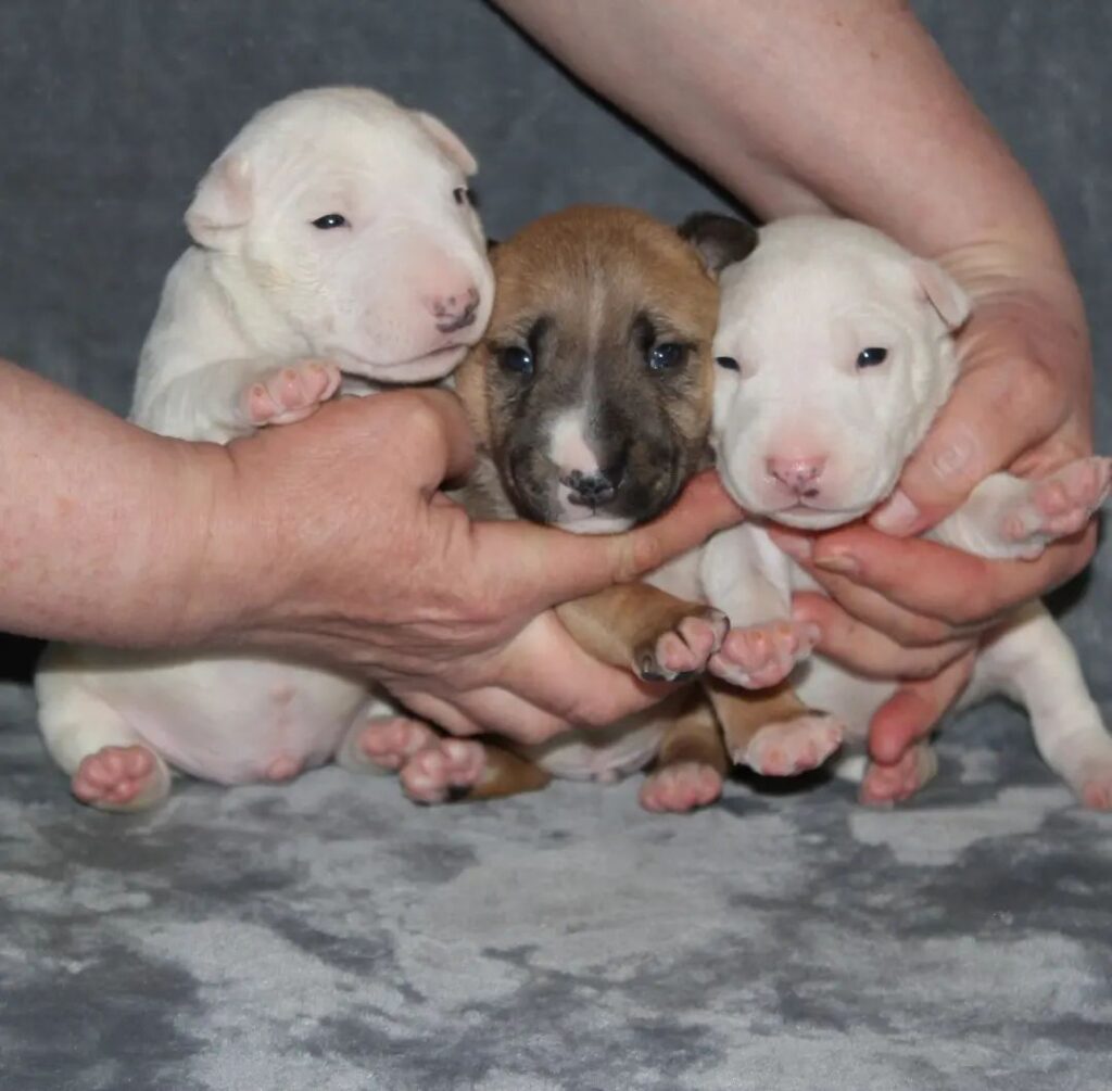 bull terrier puppy
