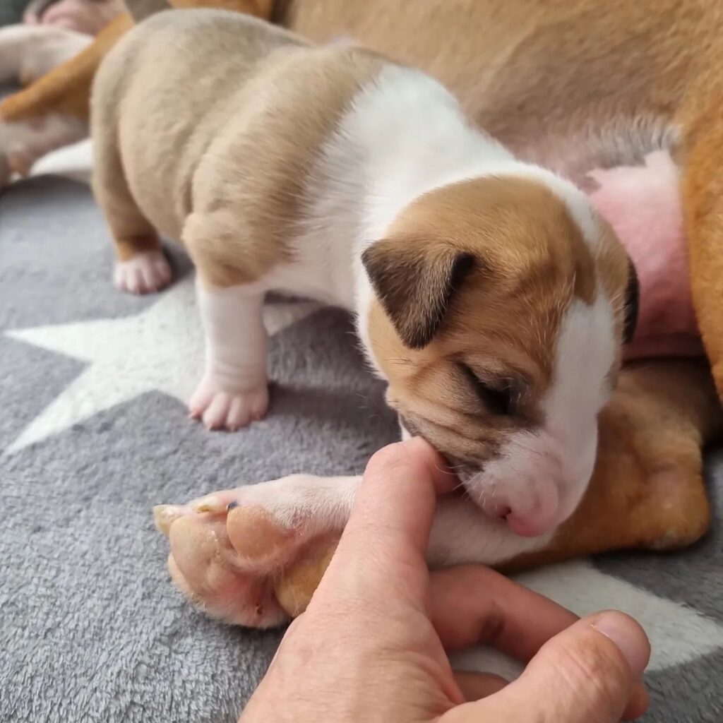 bull terrier puppy