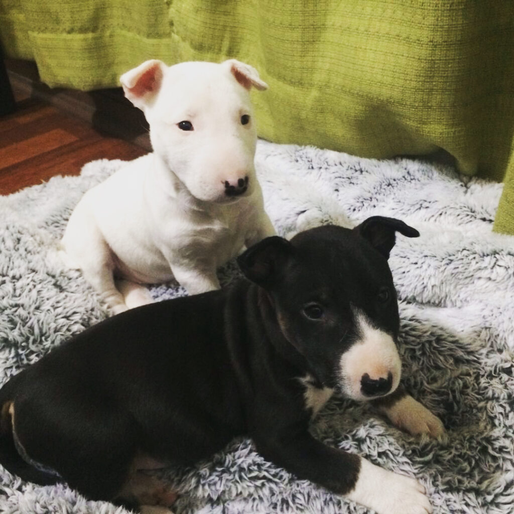bull terrier puppy