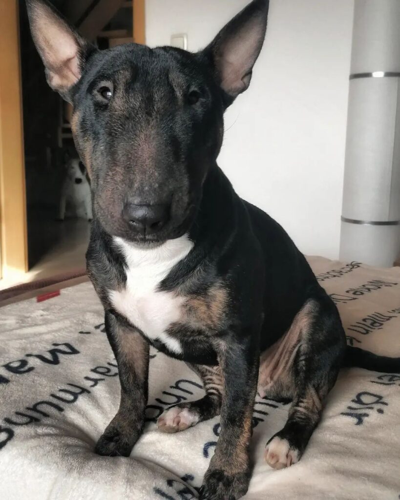 bull terrier puppy