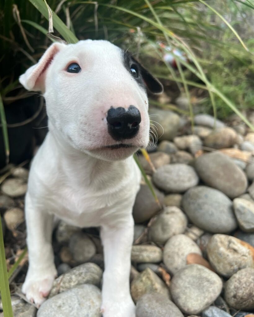 bull terrier puppy