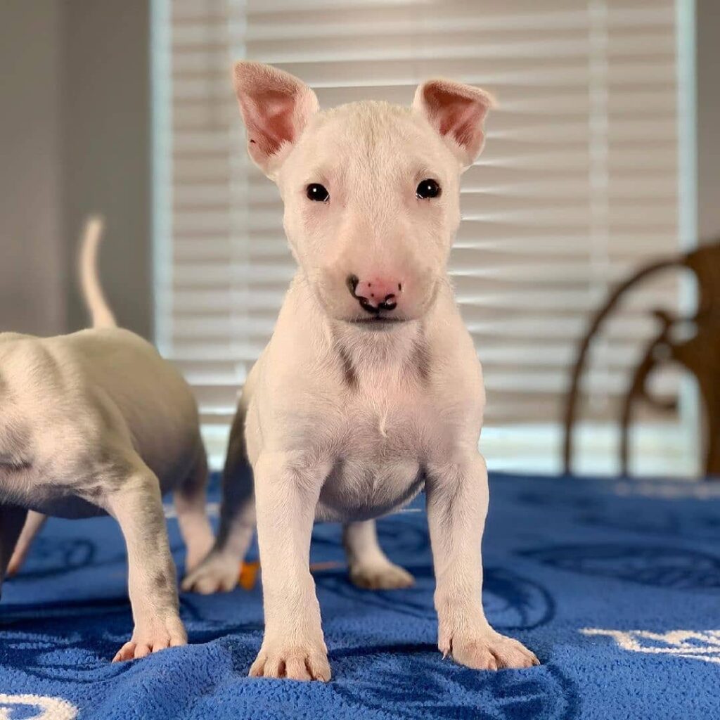 bull terrier puppy